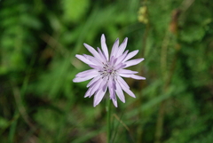 Scorzonera purpurea