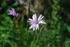 Scorzonera purpurea