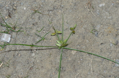 Cyperus flavescens