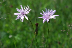 Scorzonera purpurea