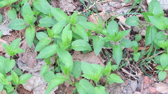 Stellaria bungeana