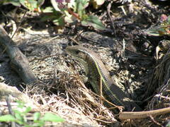 Gerrhosaurus nigrolineatus