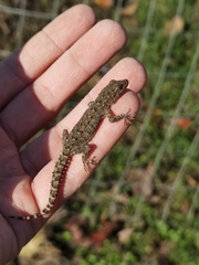 Mediodactylus kotschyi