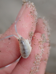 Bellorchestia quoyana