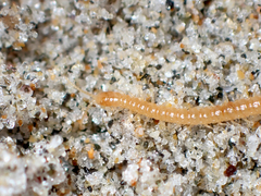 Tuoba xylophaga