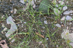 Cyperus flavescens
