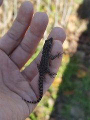 Mediodactylus kotschyi