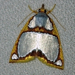 Titulcia confictella