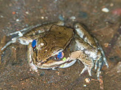 Lithobates maculatus