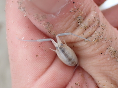 Bellorchestia quoyana