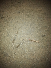 Lycodonomorphus rufulus