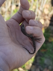 Mediodactylus kotschyi