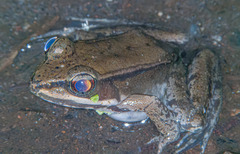 Lithobates maculatus