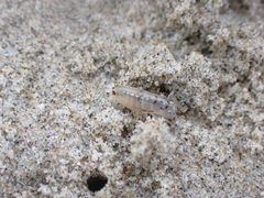 Bellorchestia quoyana