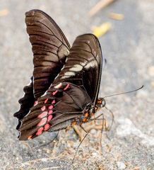 Heraclides anchisiades