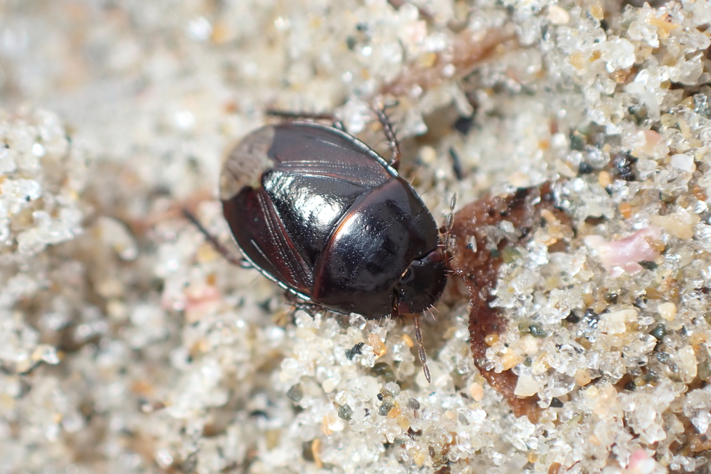 Macroscytus australis
