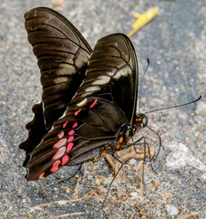 Heraclides anchisiades