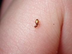 Pseudocyclodinus glaber