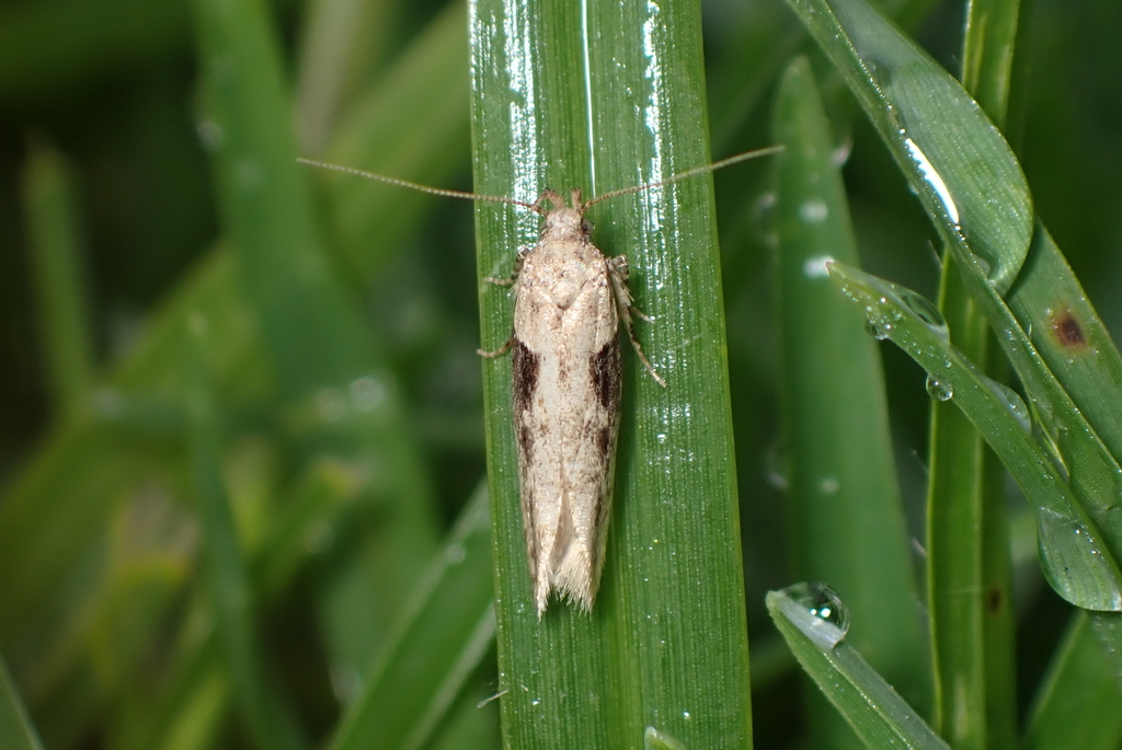 Tomato Stemborer