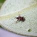 Pōhutukawa Leaf Miner - Photo (c) Saryu Mae, some rights reserved (CC BY), uploaded by Saryu Mae