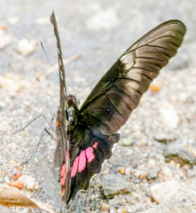 Heraclides anchisiades