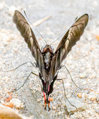 Heraclides anchisiades