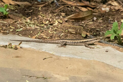 Trachylepis spilogaster