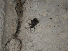 Otiorhynchus cribricollis