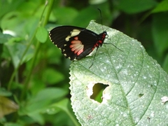 Parides
