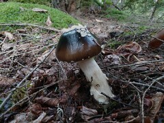 Amanita solaniolens