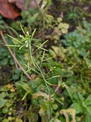 Arabidopsis thaliana