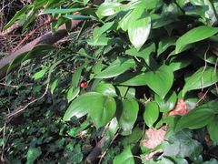 Ruscus colchicus