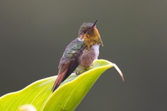 Selasphorus scintilla