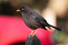 Turdus nigrescens