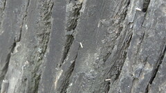 Phyllonorycter issikii