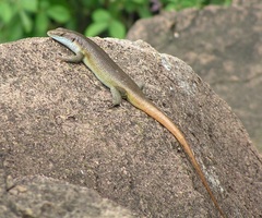 Trachylepis margaritifera