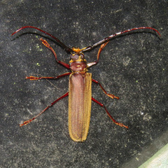 Orthomegas cinnamomeus