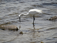 Egretta garzetta