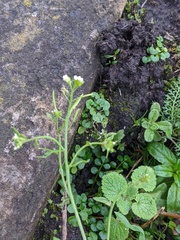 Arabidopsis thaliana