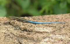 Trachylepis margaritifera