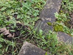 Arabidopsis thaliana
