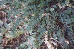 Astragalus tephrodes