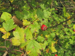 Crataegus monogyna