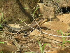 Matobosaurus validus