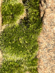 Grimmia