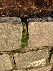 Grimmia