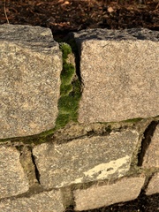 Grimmia