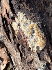 Radulomyces