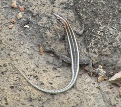 Platysaurus intermedius rhodesianus