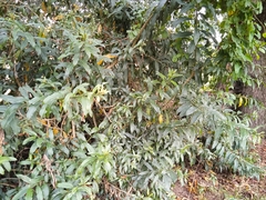 Cestrum